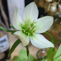 クリスマスローズ,クリスマスローズ プチドール,ガーデニング,横山園芸,小さい庭の画像