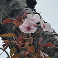 サクラ,さくら サクラ 桜,ジンダイアケボノ,サクラ 仙台屋,さくら 桜 サクラの画像
