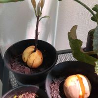 アボカド・フェルテ,アボカド ハス種,フィンガー ライム,再利用,リボベジの画像