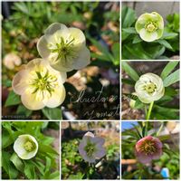 クリスマスローズ,ガーデニング,いつもありがとう♡,花のある暮らし,カップ咲きの画像