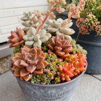 オーロラ,だるま秀麗,レモータ, ブロンズ姫,寄せ植えの画像