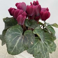 ガーデンシクラメン,鉢植え,開花,ピンクの花,夏越しの画像