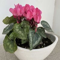 ガーデンシクラメン,鉢植え,開花,ピンクの花,夏越しの画像