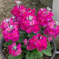 ヒヤシンス,花梨の蕾,八重咲きヒメリュウキンカ,マミアリア属のサボテン,サクラソウ♡の画像