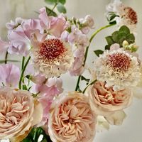 スカビオサ,花束,ピンク ぴんく Pink,ばら バラ 薔薇の画像