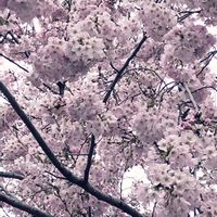 サクラ,サクラ,ジンダイアケボノ,ジンダイアケボノ,神代曙の画像