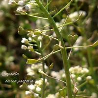 コブシ,ミツマタ,いつもありがとう,今日のお花,木曜モフモフの画像