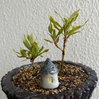 クチナシ,一寸法師,盆栽,植え替え,自作鉢の画像