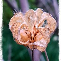 フヨウ,芙蓉,ミモザ,繋がりに感謝✨,木曜モフモフの画像