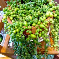 グリーンネックレス,サンスベリア,素敵ですね〜❣️,可愛い❤,多肉ちゃん大好き♡の画像