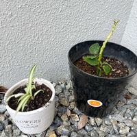 ポインセチア,オリヅルラン,水挿し,差し木,庭の画像