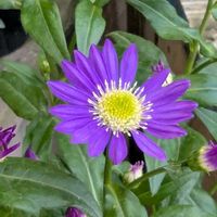 ミヤコワスレ,今日のお散歩,歩くの大好き♡の画像