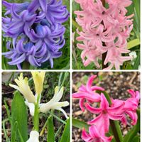 ヒヤシンス,キュンキュン乙女倶楽部,うどん県人会,キュンキュン乙女倶楽部No.192,我が家のお花達❣️の画像