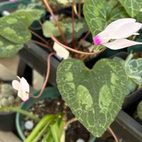 アネモネ,原種シクラメン,原種シクラメン ペルシカム,原種シクラメンコウム,ユリ ミステリードリームの画像