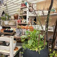 ナズナ,寄せ植え,多肉植物,ハーブ,春の七草の画像