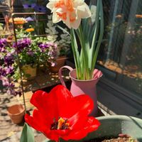スイセン,チューリップ,ベランダガーデン,ガーデニング,バルコニー/ベランダの画像