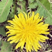 サクラ,白詰草,たんぽぽの画像