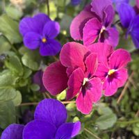 パンジー,幸せの黄色いお花,青い花マニア,木曜モフモフ,チーム・ブルーの画像