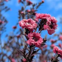 ギョリュウバイ,今日のお散歩,歩くの大好き♡の画像