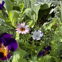 ジギタリス,ネモフィラ,ローダンセマム,種からビオラ,❤️いいね、ありがとうの画像