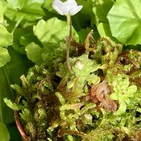 ムシトリスミレ,食虫植物,庭の画像