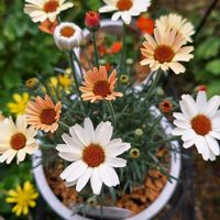 ローダンセマム,ローダンセマム,花のある暮らし,小庭,植物大好きの画像