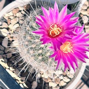 サボテンの花の画像