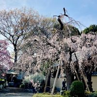 キク,ユキヤナギ,枝垂れ桜,アーモンド,シモクレン(紫木蓮)の画像