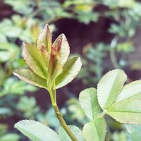 モッコウバラ,ナチュラルガーデン,新芽,つぼみ,イングリッシュガーデンの画像