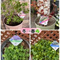 カンパニュラ,シモツケ ,ネペタ,姫ライラック,PWの画像