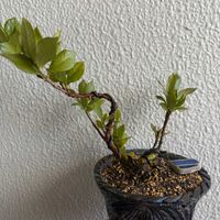 クチナシ,一寸法師,盆栽,植え替え,自作鉢の画像