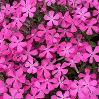 鉢植え,花のある生活,可愛い花,春を感じて,花好き倶楽部の画像