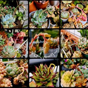 花うらら,チワワエンシス,ローラ,マッコス,エレガンスの画像