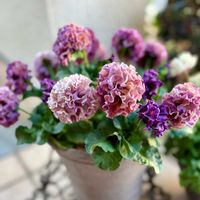 パンジー,パンジー ローブ ドゥ アントワネット ロココ,自家交配の画像