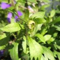 エリゲロン,ベランダガーデニング,源平小菊,ベランダの画像