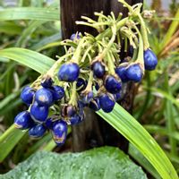 ノシラン,ノシランの実,道端の草花,花言葉,実のなる植物の画像