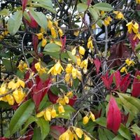 カロライナジャスミンの画像