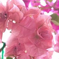 ブーゲンビリアの画像