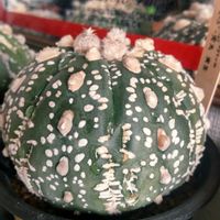 スーパー兜,メルフォルミス錦,多肉植物,ガチャガチャ,多肉男子の画像