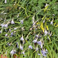 ハナニラ,オキザリス,ニラバナ,黄色い花,白い花の画像