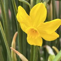 水仙(すいせん),鉢植え,花のある暮らし,綺麗,黄色の花の画像