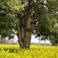 菜の花,菜の花,クスノキ,クスノキ,クスノキの画像