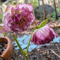 ヒヤシンス,バイモユリ,植中毒,可愛い❤,私の癒し♡の画像