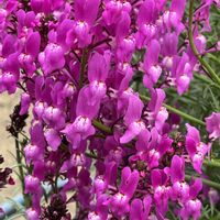 リナリア,鉢植え,ピンクの花,花のある暮らし,綺麗の画像