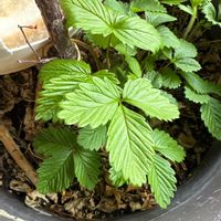 ワイルドストロベリーの画像