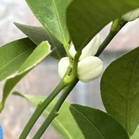 シークワーサー,鉢植え,花のある暮らし,綺麗,綺麗な色の画像