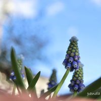 ムスカリ,ムスカリ・タッチオブスノー,鉢植え,canon,二色咲きの画像