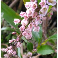 ヒサカキ,姫榊,可愛い,四季を感じて,木曜日は木に咲く花の画像