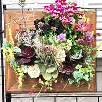 アリッサム,クローバー,ネメシア,ハボタン,ハボタンの画像