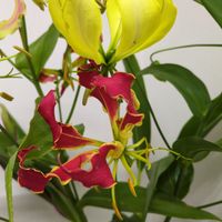 グロリオサの画像